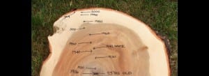 93 year old Reclaimed Silver Maple Wood From the Hood