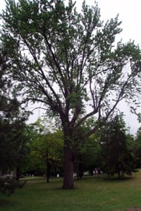 Wood From the Hood Reclaimed Silver Maple from Matthews Park