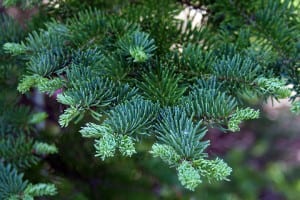 Balsam Fir