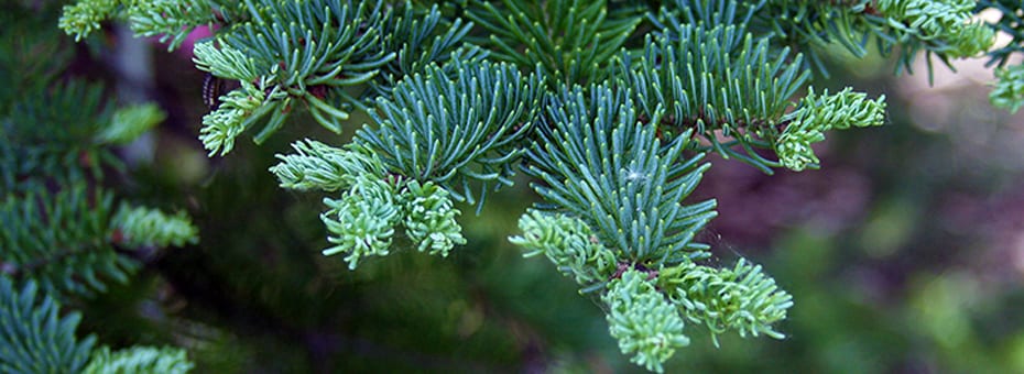 Balsam Fir