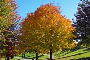 Black Maple