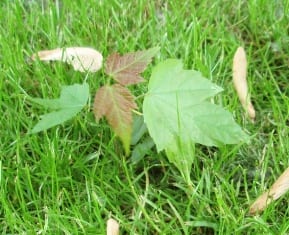 Wood From the Hood Silver Maple