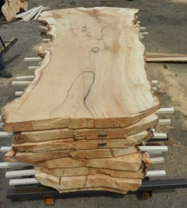 Box Elder Wood Slab from Reclaimed Tree