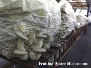 Fruiting oyster mushrooms sawdust to organic compost wood from the hood mississippi mushrooms