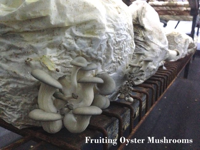 Fruiting oyster mushrooms sawdust to organic compost wood from the hood mississippi mushrooms