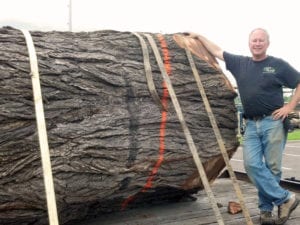 Elm Log Urban Lumber Wood From the Hood Minneapolis