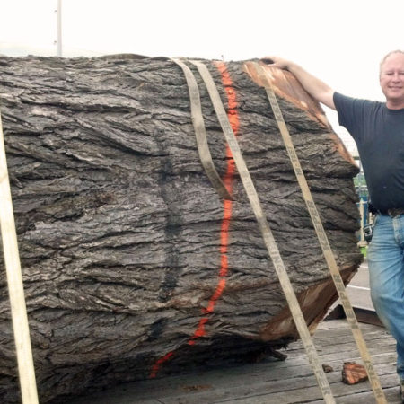 Elm Log Urban Lumber Wood From the Hood Minneapolis