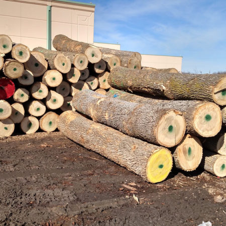 Reclaimed Urban Trees Wood From the Hood Minneapolis Twin Cities