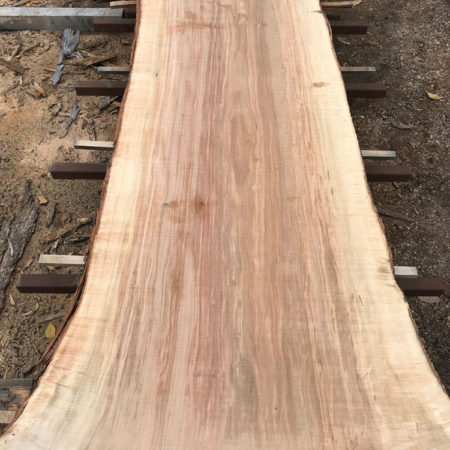 Natural Live Edge Ash Slab Minneapolis Saint Paul Twin Cities