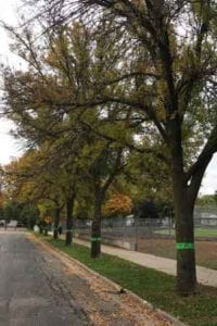 Emerald Ash Borer Trees Wood From the Hood