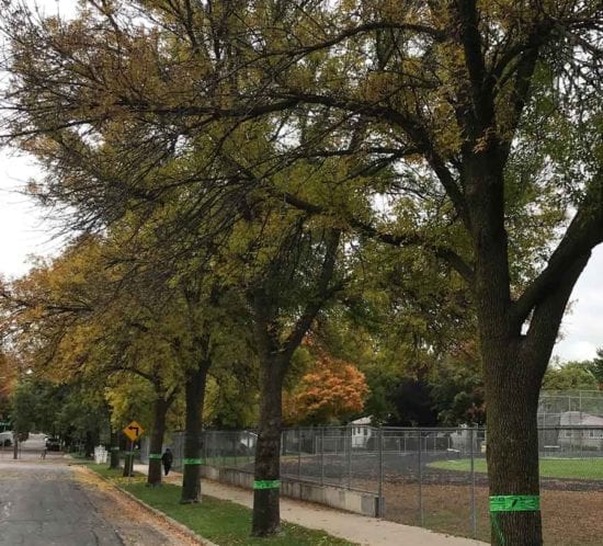 Emerald Ash Borer Trees Wood From the Hood