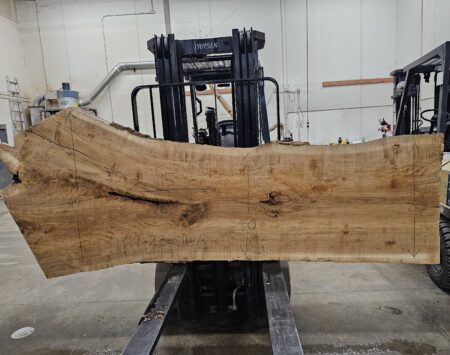 Ash Natural Edge Slab #11-9-23-01